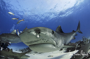 Emma the Tiger Shark comes in for a closer look during a ... by Steven Anderson 